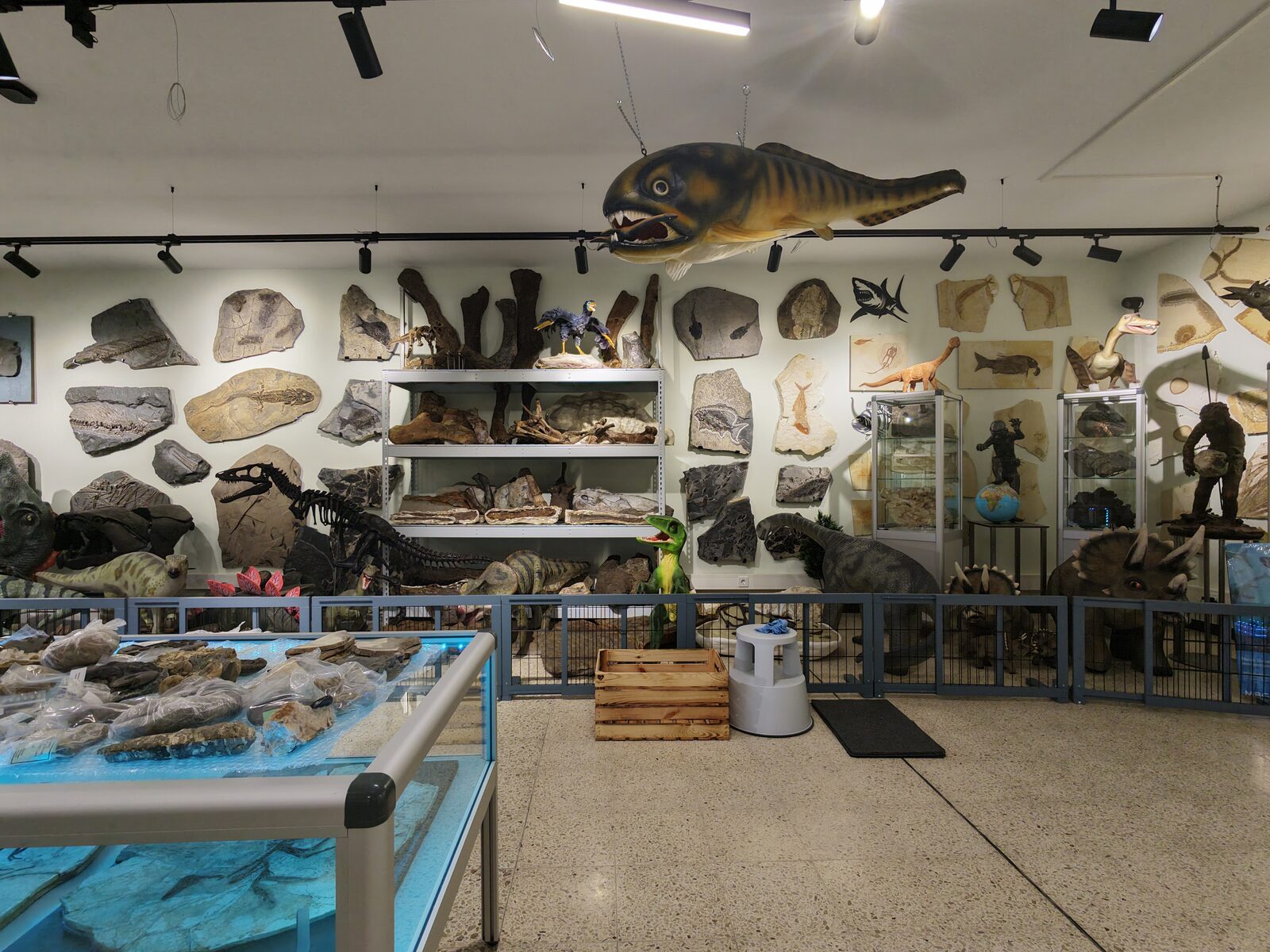Fossiliensammlung mit Dunkleosteus-Modell