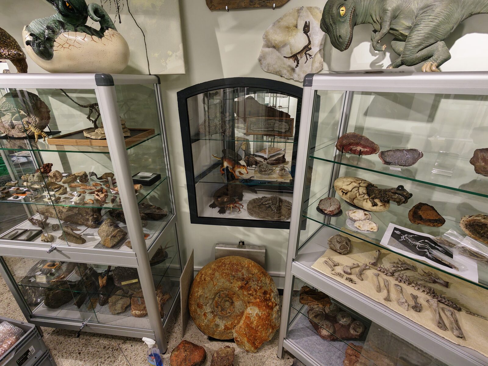 Vitrinen mit Fossilien und Riesen-Ammonit